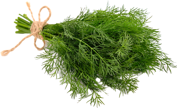 Изображение Зелень свежая укроп Вита пучок, 1 шт