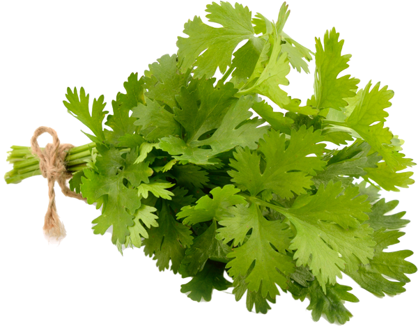 Изображение Зелень свежая кинза Вита пучок, 1 шт