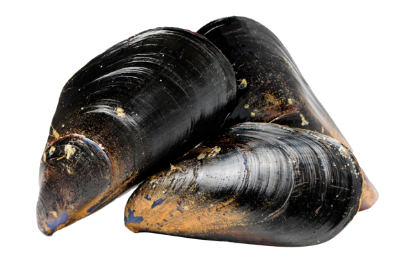 Изображение Морепродукты живые Биосфера мидии черноморские Биосфера вес 