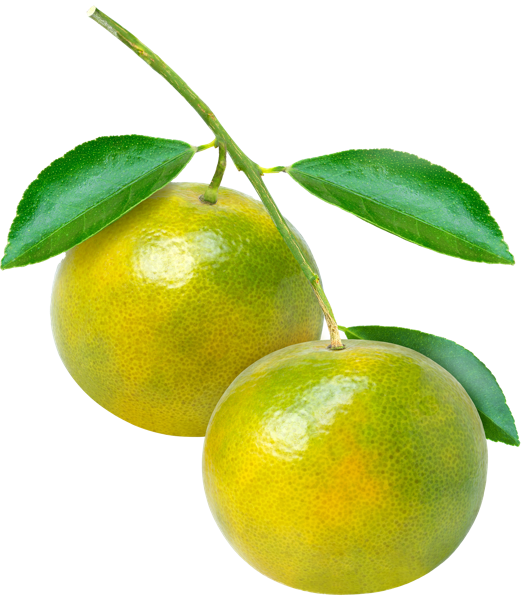 Изображение Фрукт новый урожай Мандарин сетка  вес 