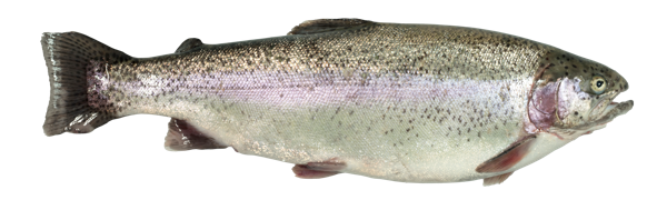 Изображение Рыба живая форель 1-2,5кг Невод Кубани вес 