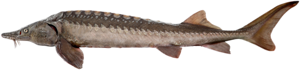 Изображение Рыба охлажденная потрошеная. разделка осетр Невод Кубани ООО вес 