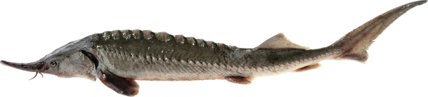 Изображение Рыба живая осетр 3- 6,5кг Невод Кубани вес 