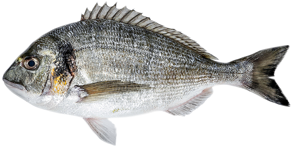 Изображение Рыба охлажденная дорада 0,3-0,6 кг СК Дон вес 