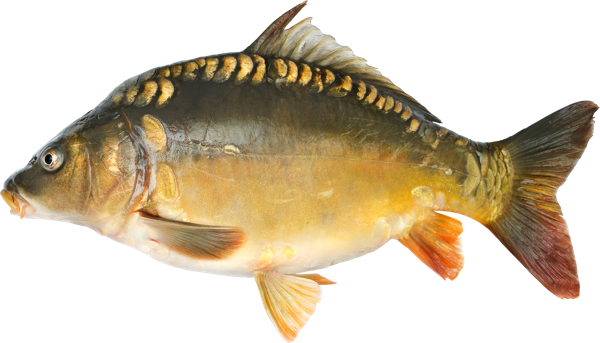 Изображение Рыба охлажденная потрошеная карп Невод Кубани вес 