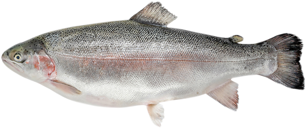 Изображение Рыба охлажденная для заказов форель мурманская 3-4 кг РРК вес 