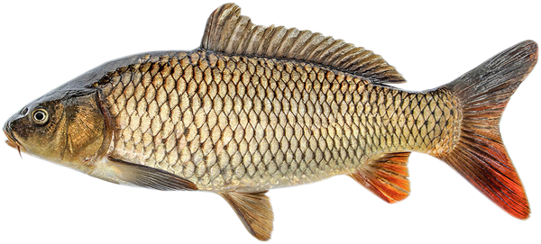 Изображение Рыба  карп Невод Кубани вес 