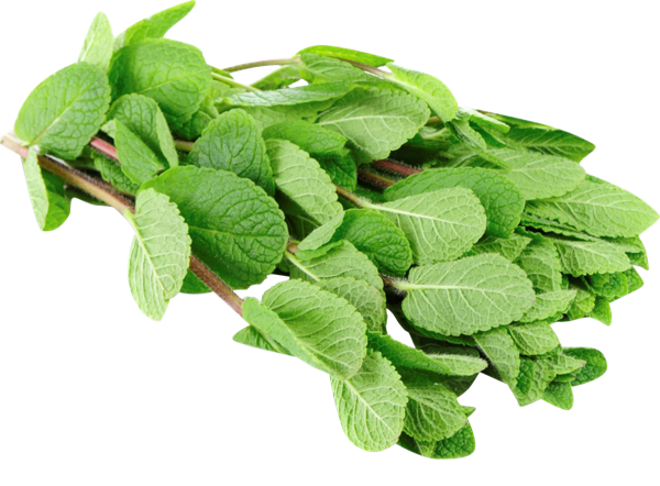 Изображение Зелень свежая мята Кубанские поля п/у, 1 шт