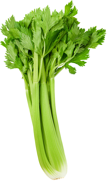 Изображение Зелень с листьями сельдерей стебель импорт вес 
