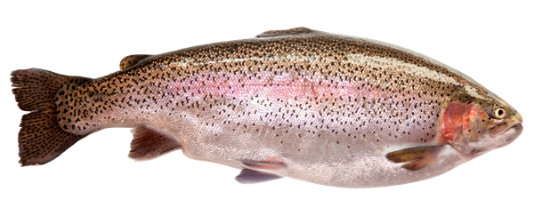 Изображение Рыба охлажденная потрошеная форель радужная 0,3-0,4кг Невод Кубани вес 