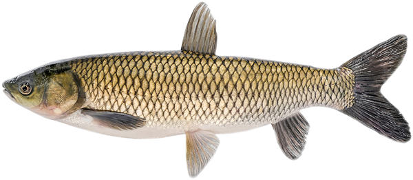 Изображение Рыба охлажденный для заказов белый амур Невод Кубани вес 