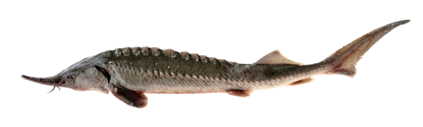 Изображение Рыба охлажденная потрошеная для заказов осетр 3-6кг Невод Кубани вес 