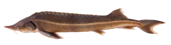 Изображение Рыба живая стерлядь 0,6-1,2 кг Невод Кубани вес 