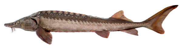 Изображение Рыба живая осетр стербел 1,5-3кг Биско вес 