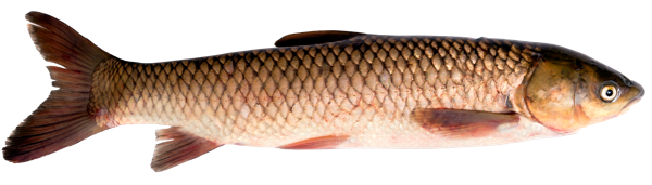 Изображение Рыба охлажденная потрошеная белый амур ТВК-Р вес 