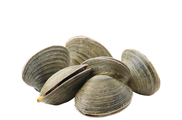 Изображение Морепродукты живые мактра вонголе Фетисов А.А. вес 