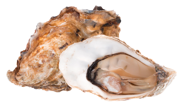 Изображение Морепродукты живые 60-100г устрицы маака Фетисов ИП шт, 1 шт