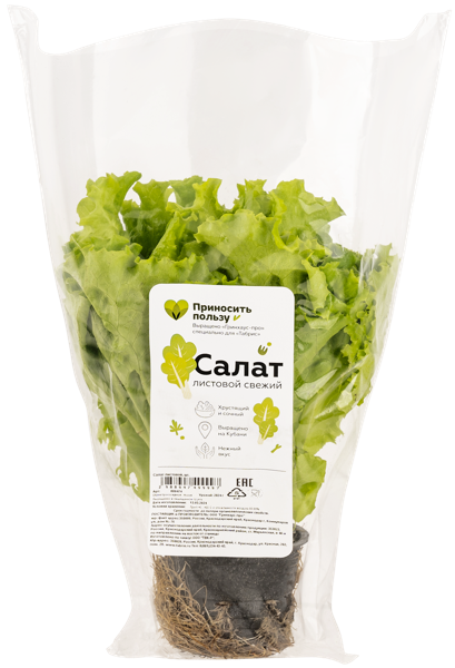 Изображение Салат свежий Табрис листовой местный Гринхаус-Про горшочек, 1 шт