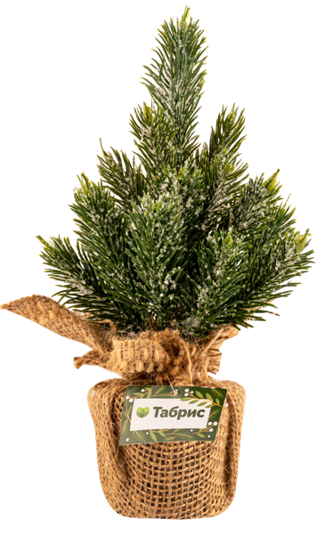 Изображение Елочка 25см настольная Табрис создавай атмосферу в горшке Кристмас Квин , 1 шт