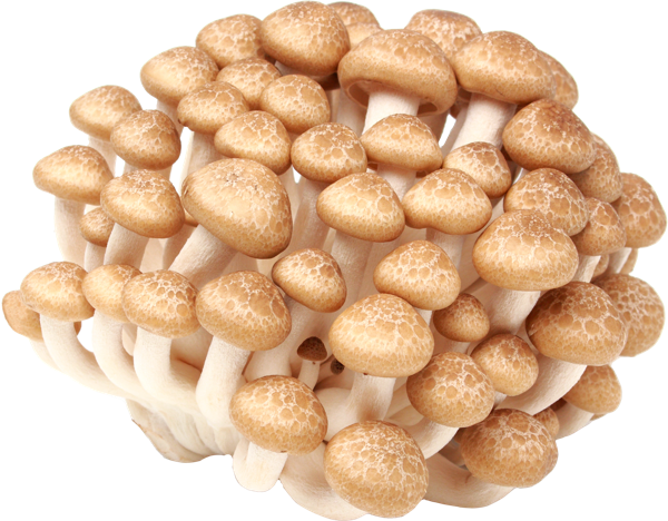 Изображение Грибы свежие Шимиджи голд  п/у, 150 г