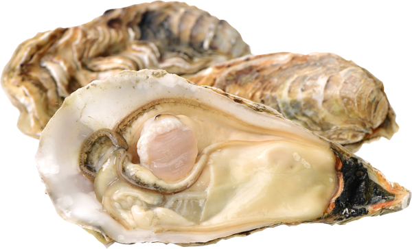 Изображение Морепродукты живые 40-60г устрицы хасанские Фетисов А.А. шт, 1 шт