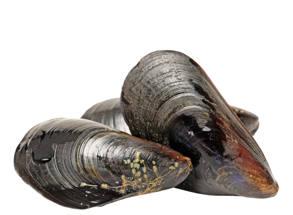 Изображение Морепродукты живые 130-200г мидия грея Фетисов А.А. шт, 1 шт