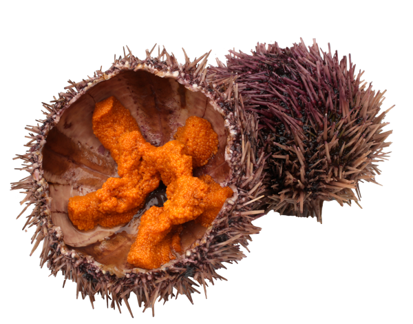 Изображение Морепродукты живые морской ёж Фетисов А.А. шт, 1 шт