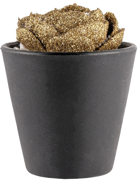 Изображение Цветок 11см в горшке Купман декоративный Купман Интернэшнл к/у, 1 шт