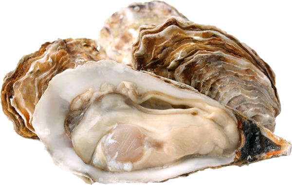 Изображение Морепродукты живые 60-100г устрицы императорские Фетисов А.А. шт, 1 шт