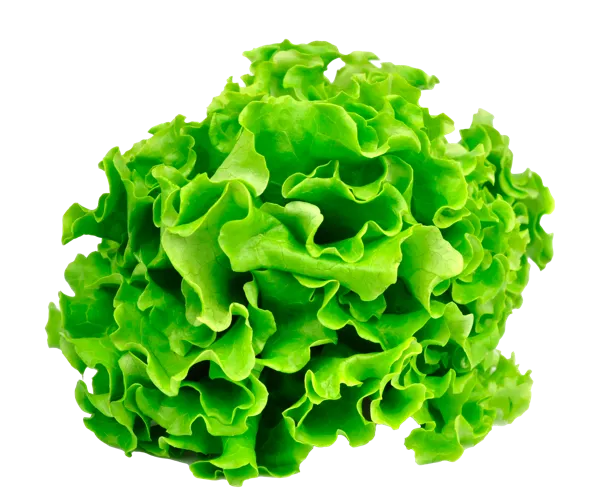 Изображение Салат свежий листовой Вита пучок, 1 шт