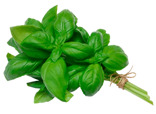 Изображение Зелень свежая базилик зеленый Кубанские поля лоток, 1 шт