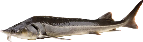 Изображение Рыба живая осетр 2-3кг Биско вес 