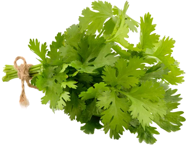 Изображение Зелень свежая кинза Вита пучок, 1 шт