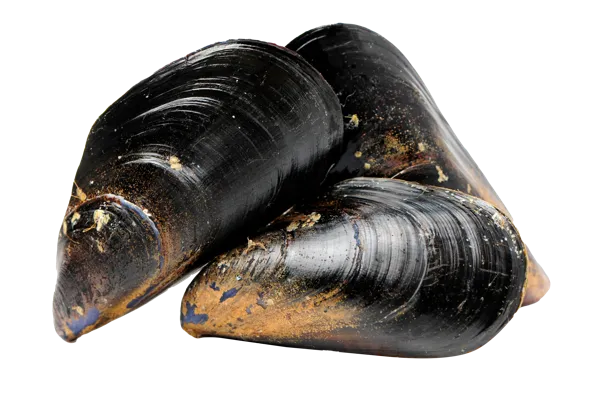 Изображение Морепродукты живые Биосфера мидии черноморские Биосфера вес 