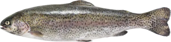 Изображение Рыба живая форель 1,1-1,2кг Рыбзавод Лостер вес 