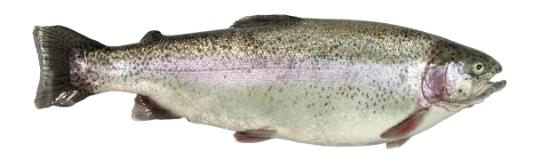 Изображение Рыба живая форель 1-2,5кг Невод Кубани вес 