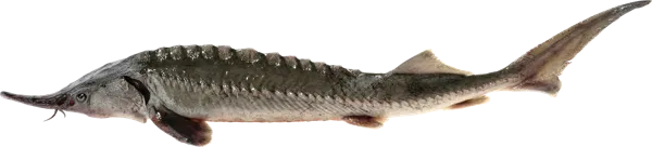 Изображение Рыба живая осетр 3- 6,5кг Невод Кубани вес 