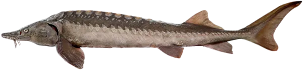 Изображение Рыба живая осетр 1,5+ кг Невод Кубани вес 