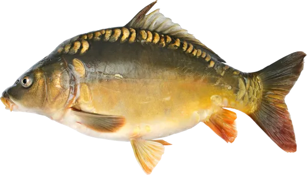 Изображение Рыба охлажденная потрошеная карп Невод Кубани вес 