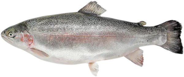 Изображение Рыба охлажденная для заказов форель мурманская 3-4 кг РРК вес 