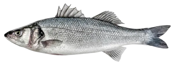 Изображение Рыба охлажденная сибас 0,3-0,6 кг СК Дон вес 