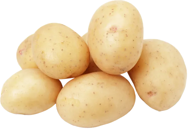 Изображение Корнеплод Краснодарский край картофель белый Игнина Д.Р. сетка 