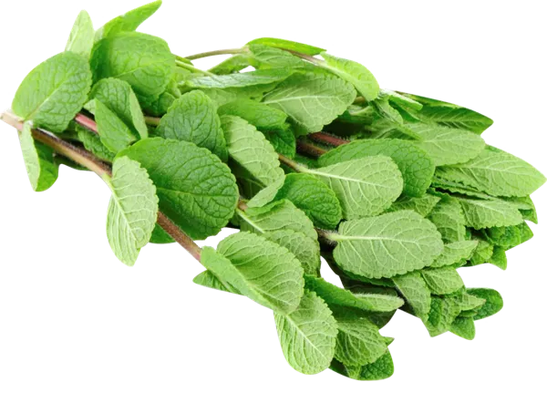 Изображение Зелень свежая мята Кубанские поля п/у, 1 шт