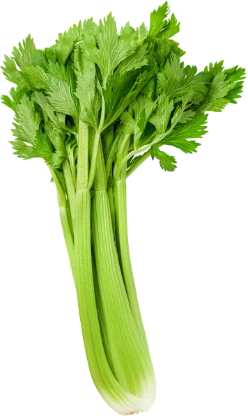 Изображение Зелень с листьями сельдерей стебель импорт вес 