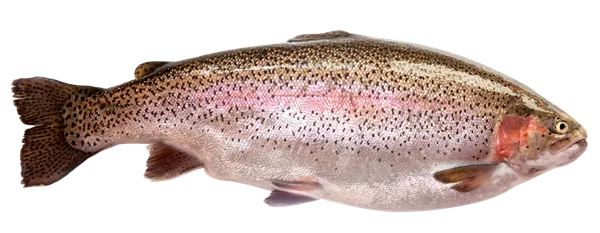 Изображение Рыба охлажденная потрошеная форель радужная 0,3-0,4кг Невод Кубани вес 