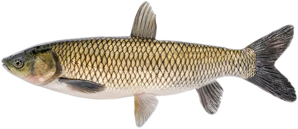 Изображение Рыба охлажденный для заказов белый амур Невод Кубани вес 