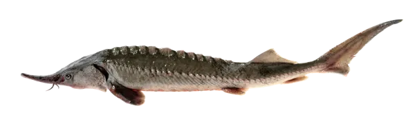 Изображение Рыба охлажденная потрошеная для заказов осетр 3-6кг Невод Кубани вес 