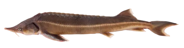 Изображение Рыба живая стерлядь 0,6-1,2 кг Невод Кубани вес 