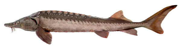 Изображение Рыба живая осетр стербел 1,5-3кг Биско вес 