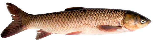 Изображение Рыба охлажденная потрошеная белый амур ТВК-Р вес 